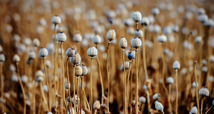 Im Waldviertel ist der Mohn weiß und grau